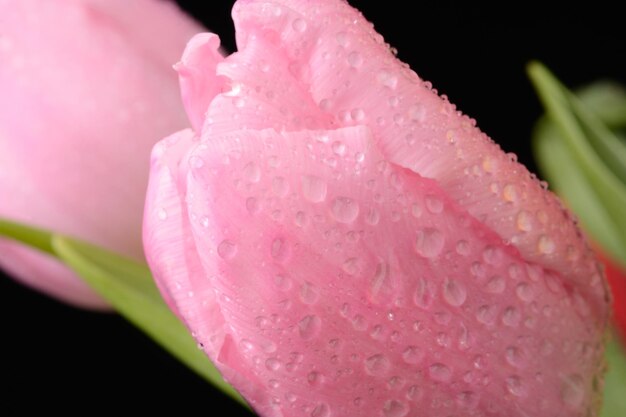 Różowe tulipany kwitną kroplami wody na czarnym tle