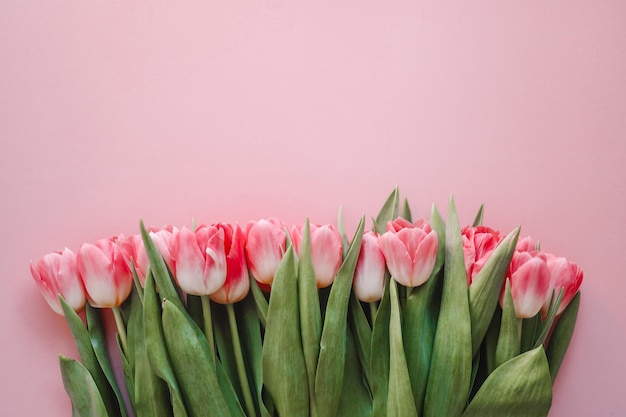 Różowe tulipany kwitną na różowym tle Czekając na wiosnę Wesołych Świąt kartka Płaski świecki widok z góry