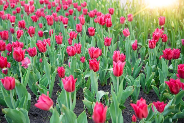 Różowe tulipany kwitną w słońcu w ogrodzie.