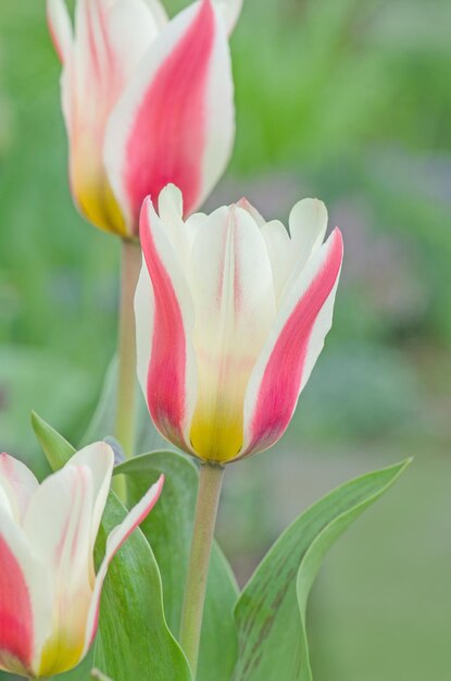 Różowe tulipany rosnące w ozdobnym kwietniku w ogrodzie w parku miejskim