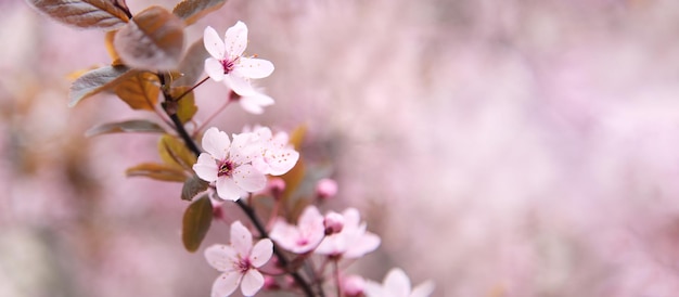 Różowe wiśniowe drzewo kwitną kwiaty wiosna gałązek drzewa sakura