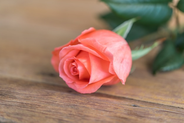 Różowej róży kwiatu natury piękni kwiaty od ogródu dla valentines na drewnianej podłoga