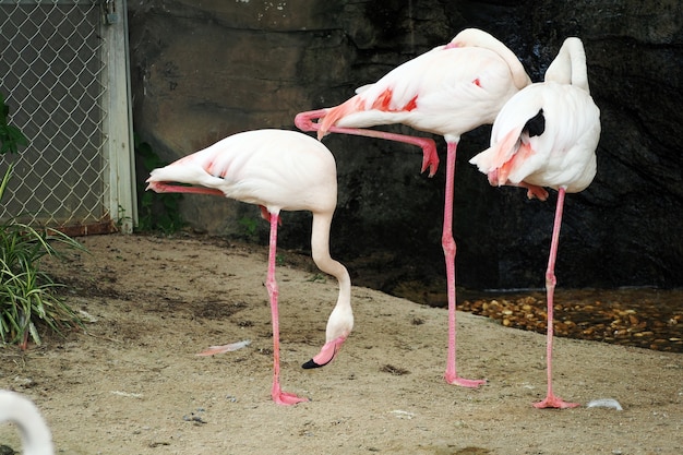 Różowi flamingi przy zoo