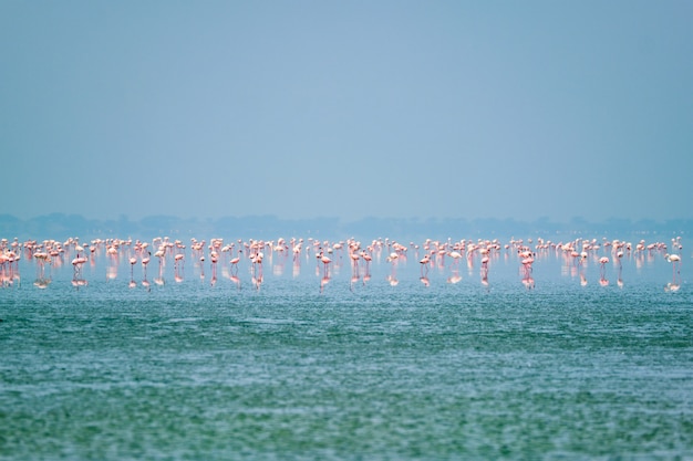 Różowi flamingów ptaki przy Sambhar Salt Lake w Rajasthan. Indie