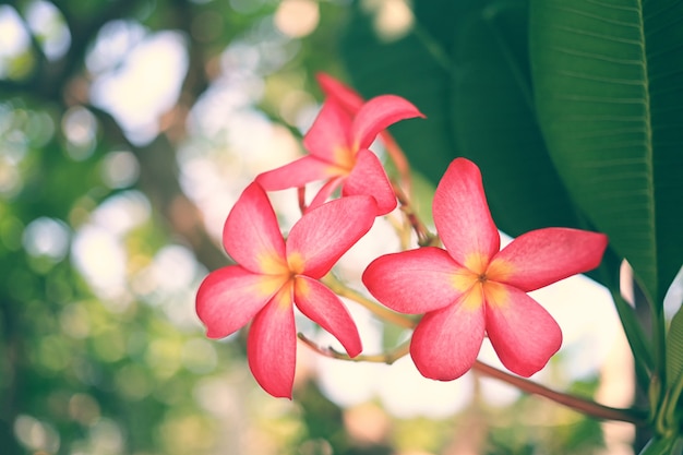 Różowi frangipani kwiaty lub Różowy plumeria kwitnie na drzewie w ogródzie.