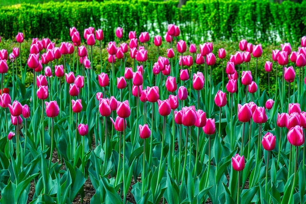 Różowi Tulipany Na Gazonie W Wiośnie