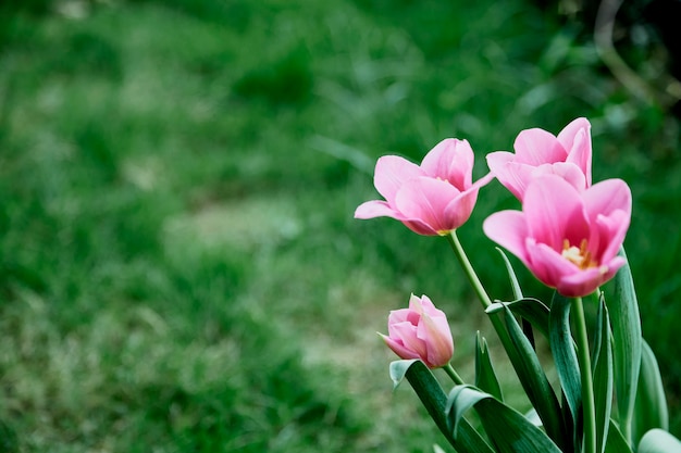 Różowi tulipany w ogrodowej naturze