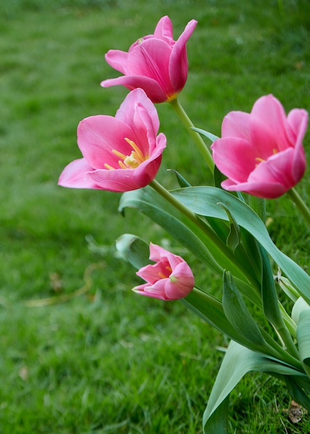 Różowi tulipany w ogrodowej naturze