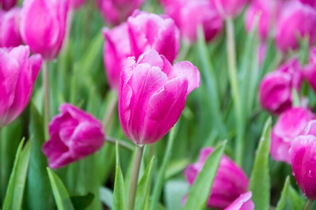Różowi tulipany w ogródzie