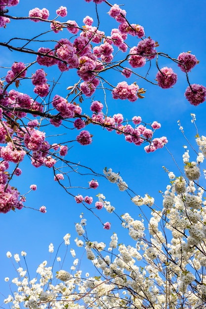 Różowo-białe japońskie drzewo wiśni na tle jasnego nieba z kopią przestrzeni Tło wiosna botanika Kwiatowa minimalna kompozycja Sakura w rozkwicie
