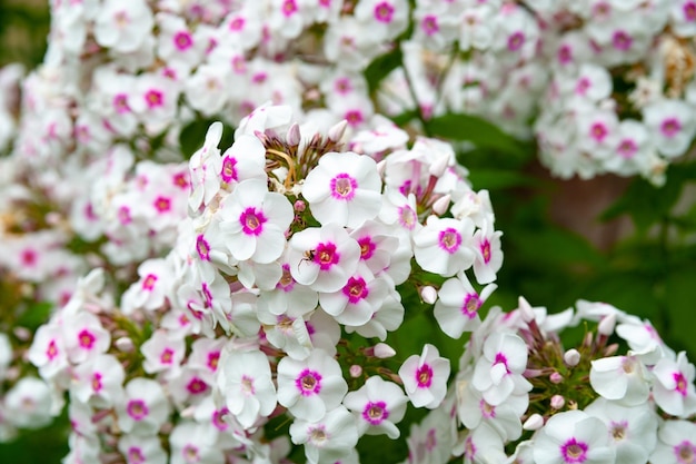 Różowo-białe kwiaty floks paniculata Pęczki białego i różowego floksa na łóżku w letnim ogrodzie