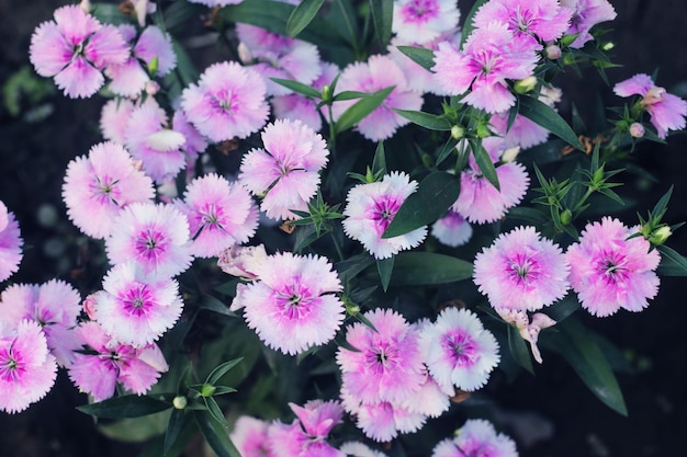 Różowo-białe kwitnące goździki goździków gillyflower to goździk lub podobna roślina z rodzaju Dianthus Jasnoczerwony dziki Dianthus barbatus lub gillyflowers lub goździki