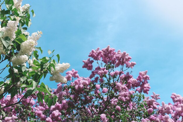Różowo-białe kwitnące kwiaty bzu