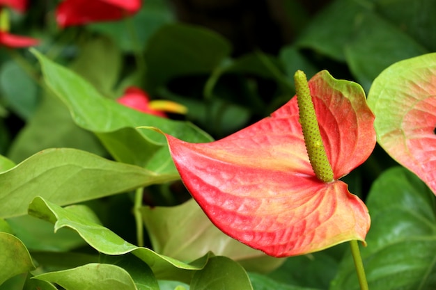 Różowy anthurium andreanum - flamingo lily