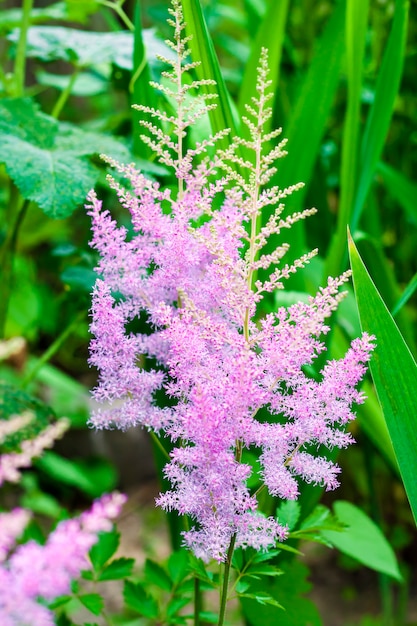 Różowy Astilbe kwitnie zbliżenie