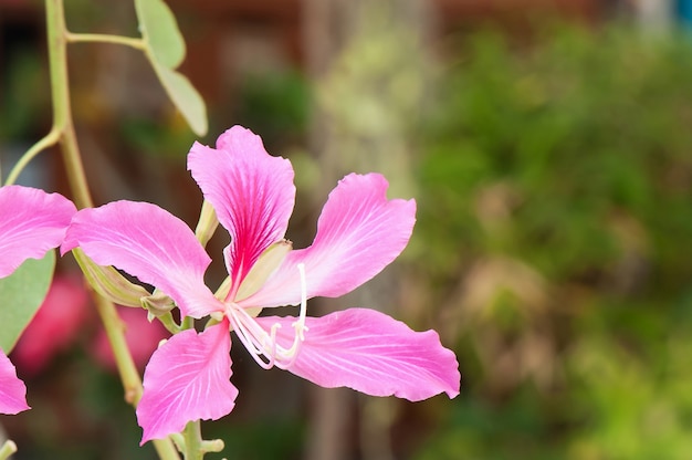 Różowy Bauhinia Purpurea Kwiat