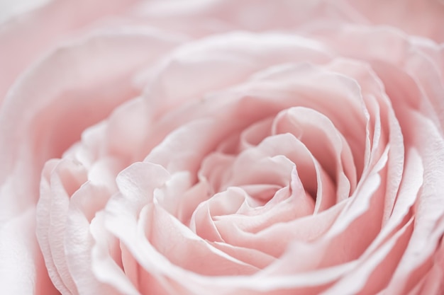 Różowy blady kwiat róży płatki nieostrość Makro kwiaty tło