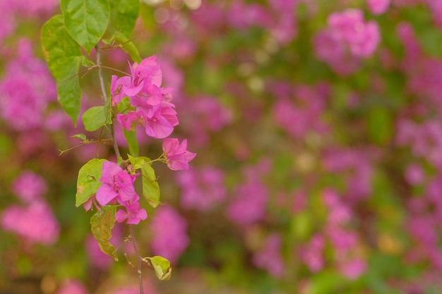Różowy Bougainvillea Glabra Kwiat Piękne lato natura tło