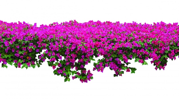 Różowy Bougainvillea kwiat na białym tle