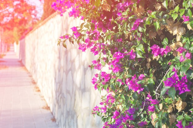 Różowy Bougainvillea kwiat na pejzażu miejskiego tle