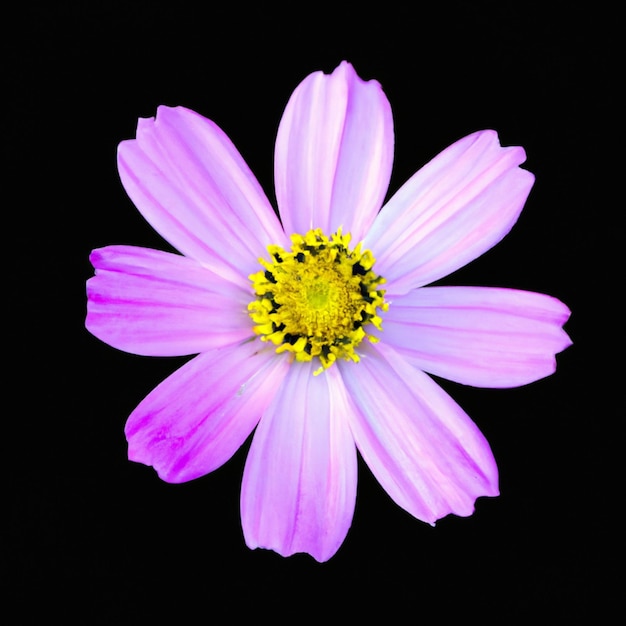 Różowy Cosmea Piękny Kosmos Kwiat izolowany na czarnym tle Cosmea znany również jako kosmos ogrodowy z filigranowymi kwiatami Żółty rdzeń kwiatu Kosmos podwójnie pierzasty