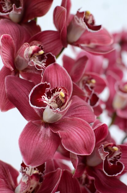 Różowy cymbidium kwiat dla tła