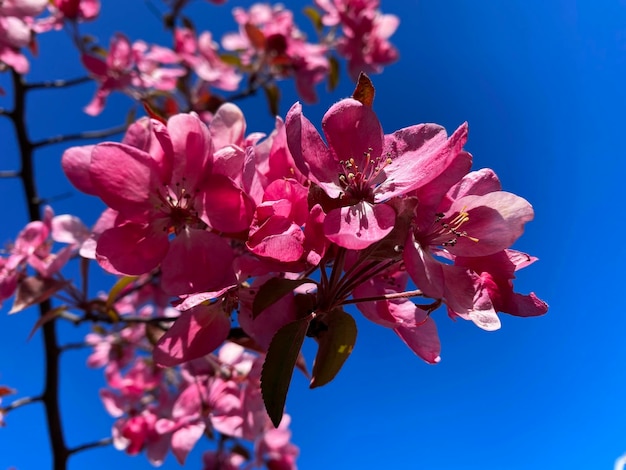 różowy czerwony kwiat jabłoni kwiaty na drzewie natura ogrodnictwo kwiatowy na tle błękitnego nieba