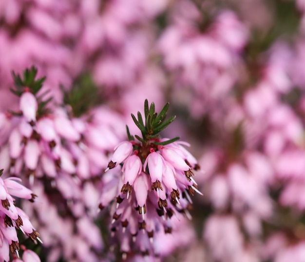 Różowy erica carnea kwitnie zimą wrzosowisko w ogrodzie wczesną wiosną