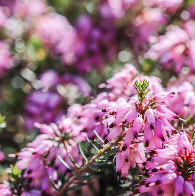 Różowy erica carnea kwitnie zimą wrzosowisko w ogrodzie wczesną wiosną