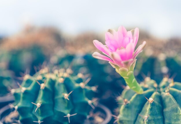 Różowy fioletowy kwiat kaktusa na farmie kaktusów