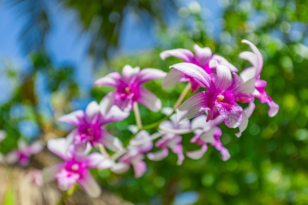 Różowy fioletowy kwiat orchidei phalaenopsis na bokeh zielonych liści tła. Piękna zbliżenie natury