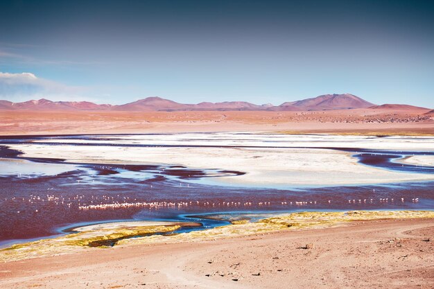 Różowy Flaming Na Laguna Colorada O Zachodzie Słońca, Altiplano, Boliwia. Piękny Krajobraz