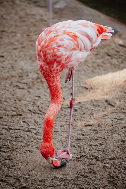 Zdjęcie różowy flamingo jedzący