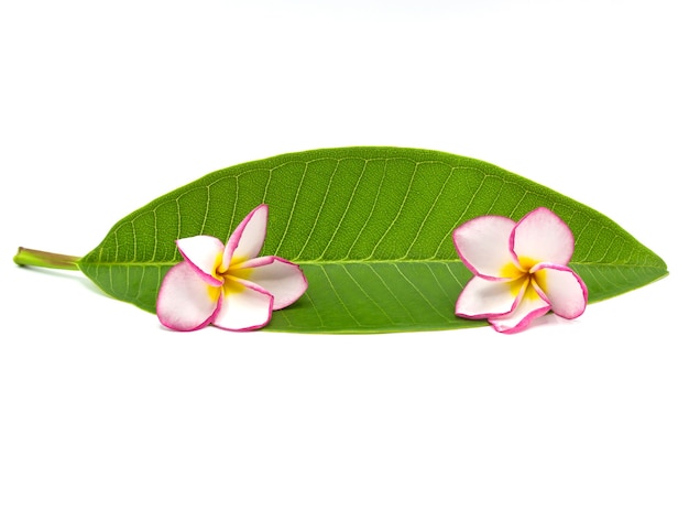Zdjęcie różowy frangipani na białym tle