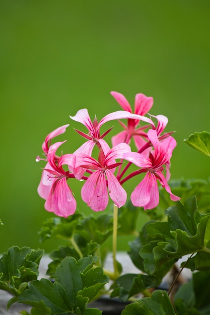 Zdjęcie różowy geranium