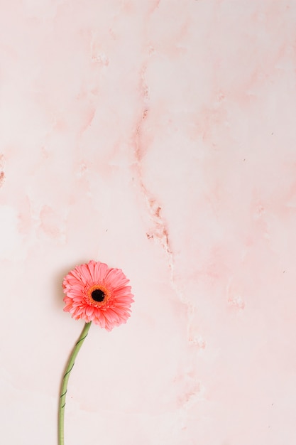 Zdjęcie różowy gerbera kwiat na stole