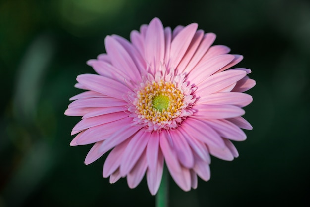 Różowy gerbera kwiat