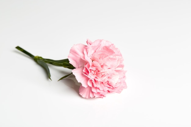 Różowy goździka kwiat na bielu