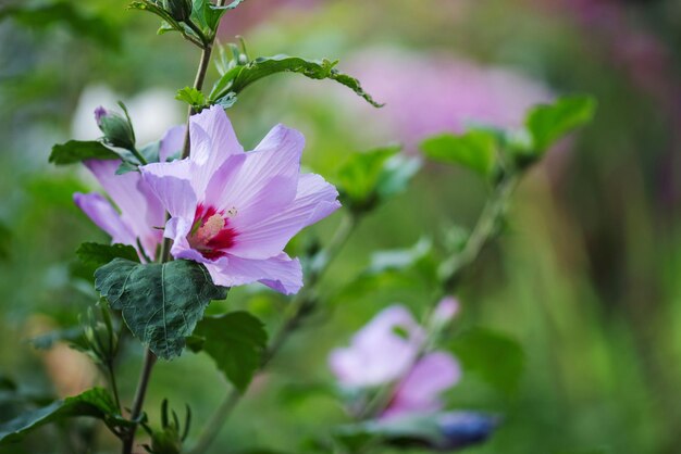 Różowy hibiskus kwitnący na zielonym krajobrazie trawy