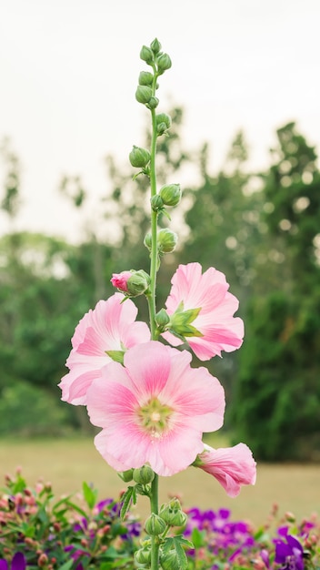 Różowy hollyhocks kwiat w ogródzie.