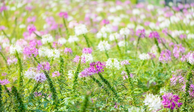 Różowy i biały kwiat pająka (Cleome hassleriana)