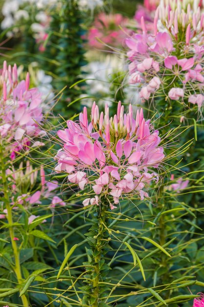 Różowy i biały kwiat pająka (Cleome hassleriana)