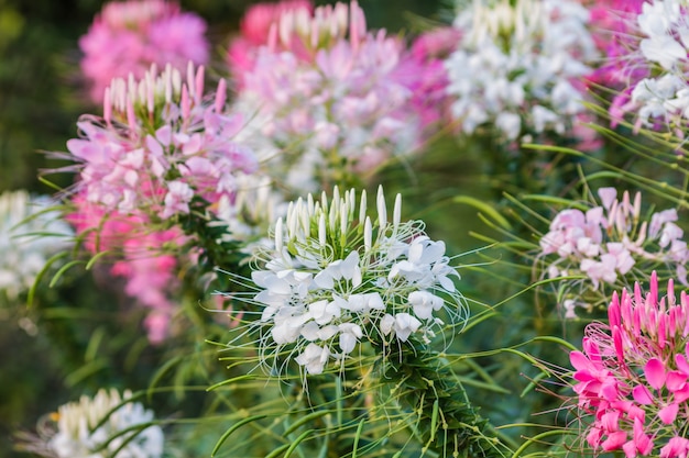 Różowy i biały kwiat pająka (Cleome hassleriana)