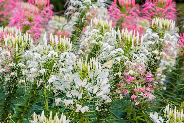 Różowy i biały kwiat pająka (Cleome hassleriana)