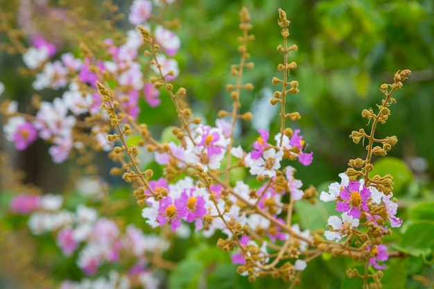 różowy i biały kwiat z bokeh tłem