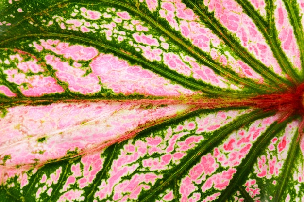 Różowy i zielony caladium bicolor liści tekstury - tło