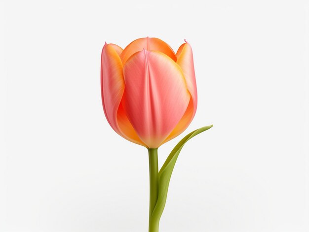 różowy i żółty tulipan z różowym i pomarańczowym wzorem