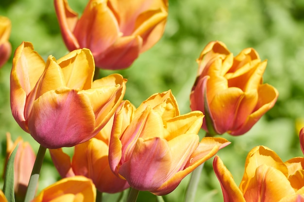Różowy i żółty tulipan z selektywną ostrością i płytkiej głębi ostrości