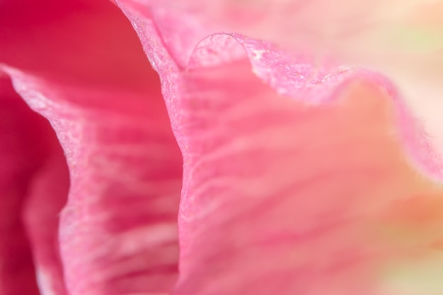 różowy jasny piękny blask natura tło