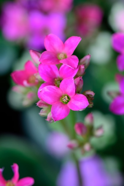 Różowy Kalanchoe